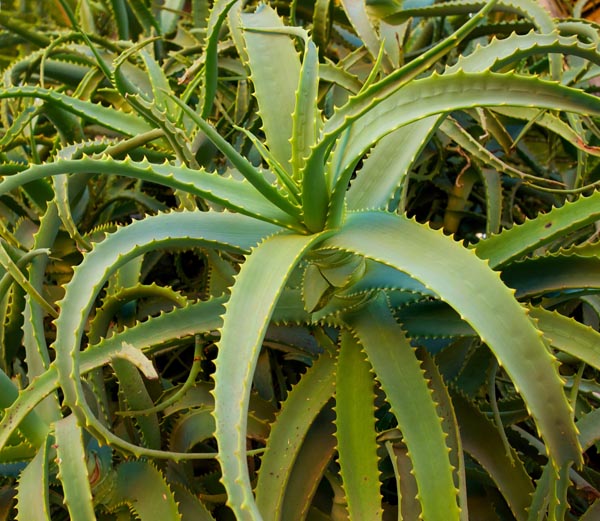 Aloe Vrea plant