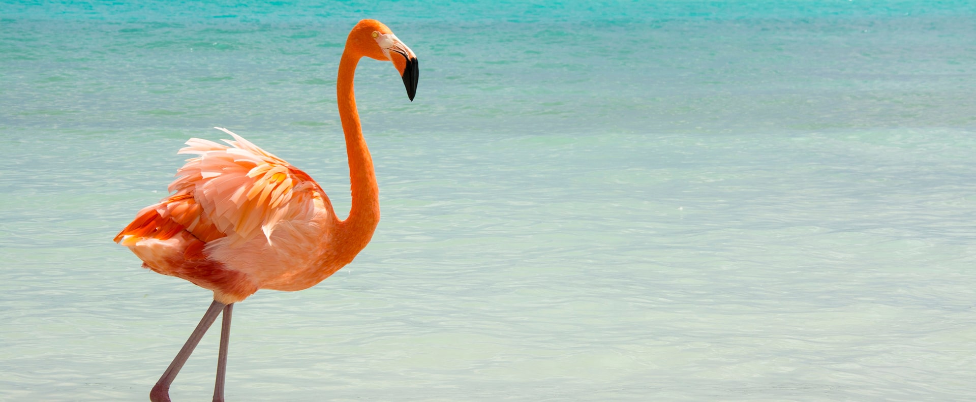 vliegticket Aruba